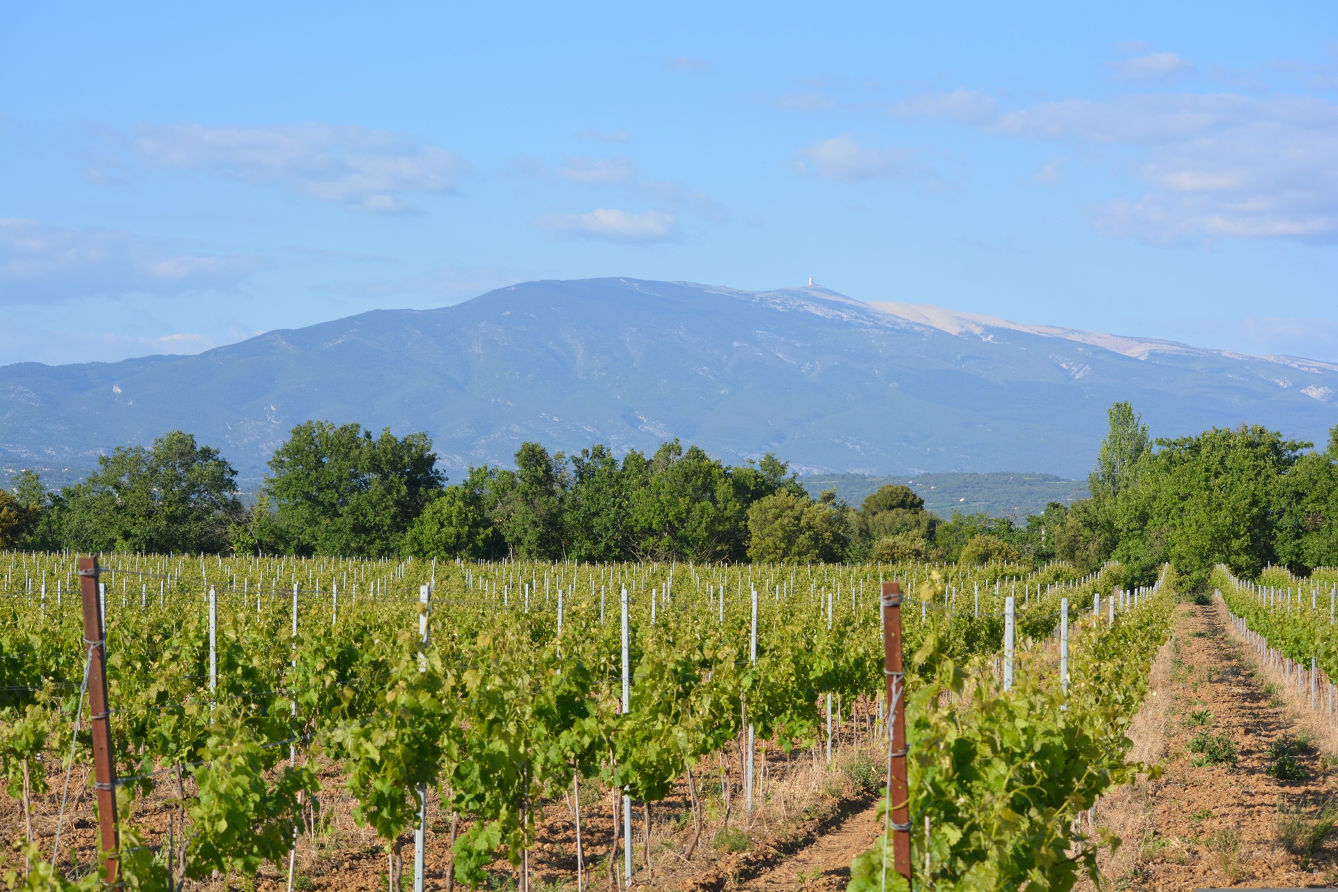 Le géant de Provence veille sur les vignes du Vaucluse