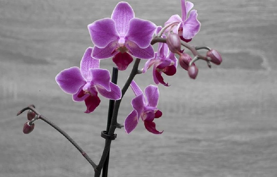 L'orchidée, la star des plantes artificielles à fleurs