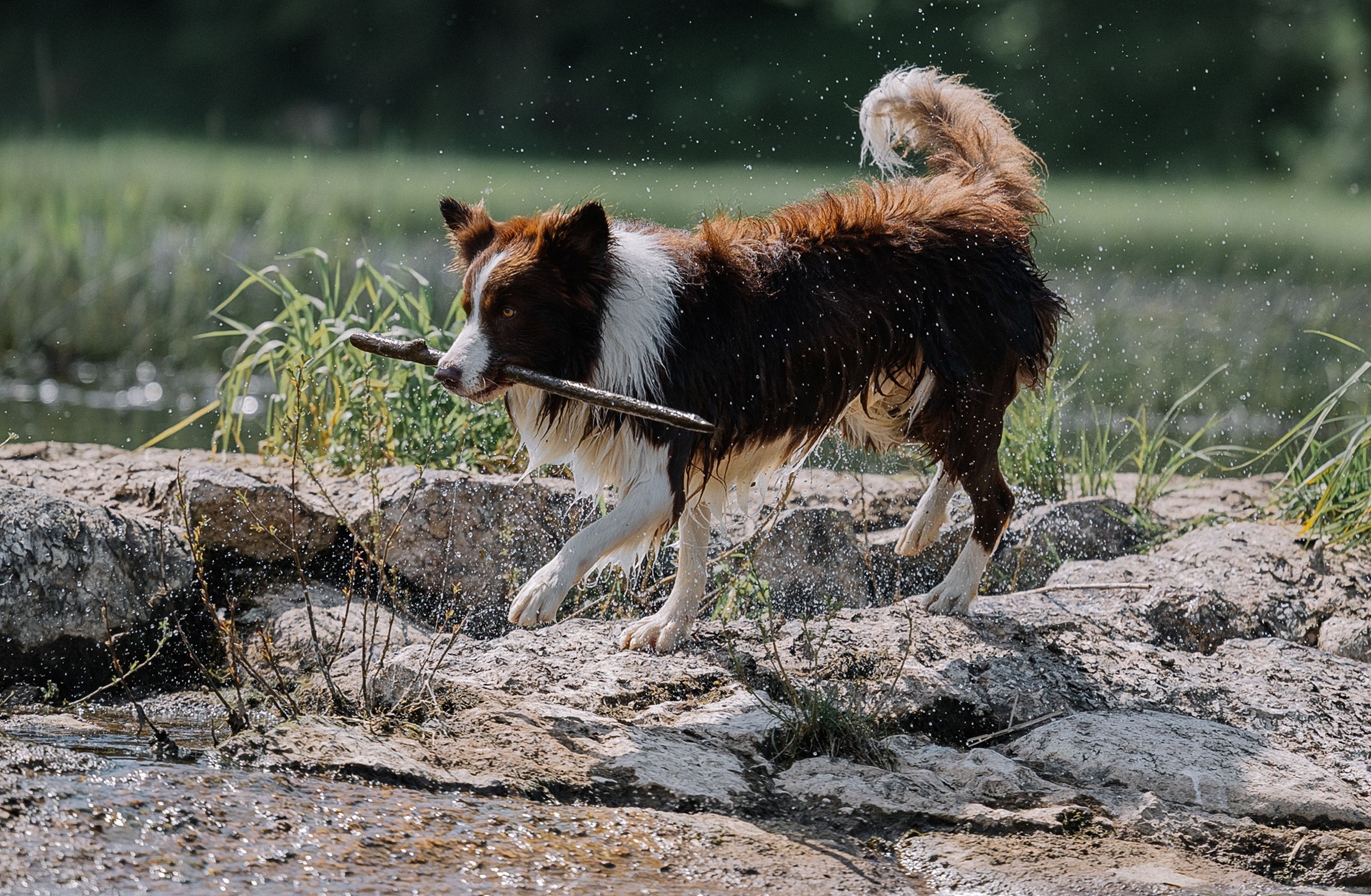Risques mortels pour les animaux lors de baignade en rivière ou en étang